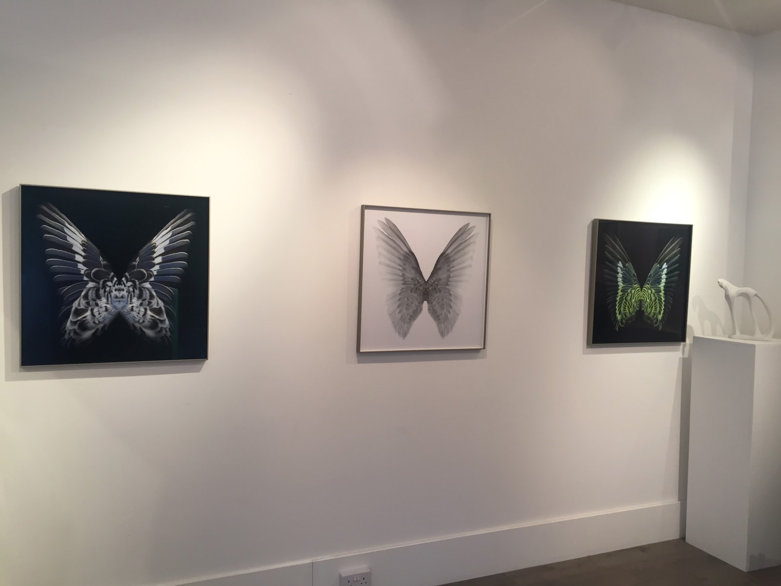 Butterfly photographs framed