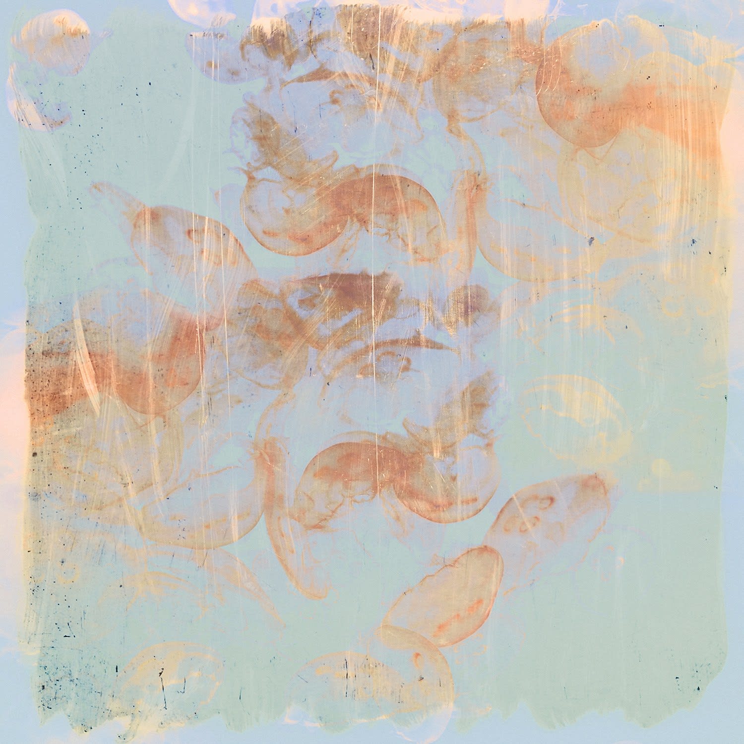 Stylised photograph of jellyfish in gold and blue by artist nadia Attura. Turner Art Perspective, essex gallery