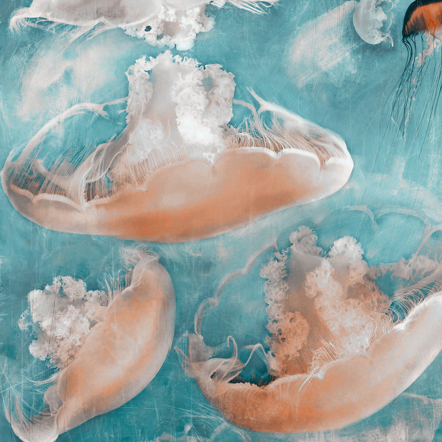 stylised photograph of jellyfish in blue and pink by artist nadia attura. Turner Art Perspective, Essex Gallery