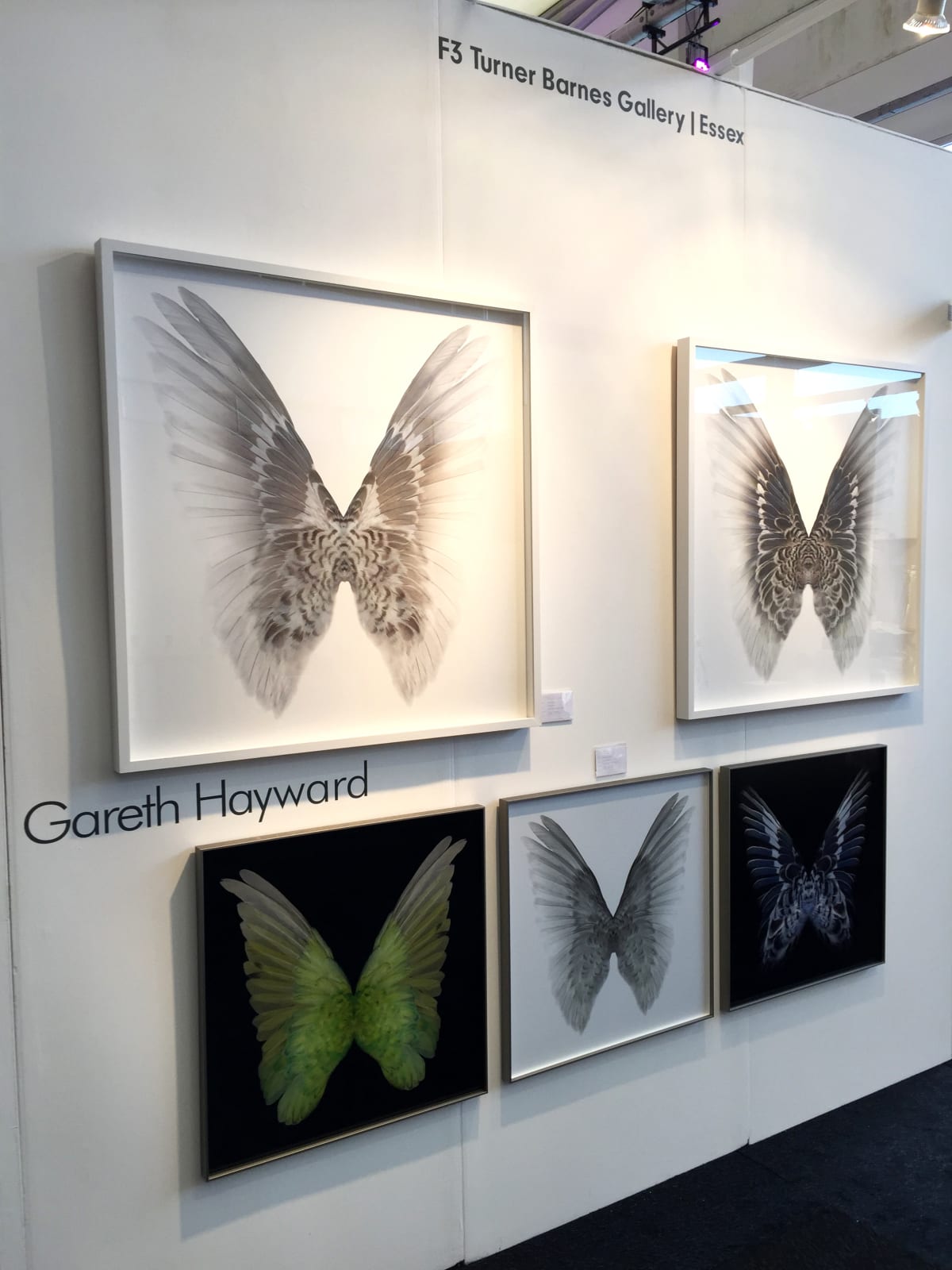Butterfly photographs framed