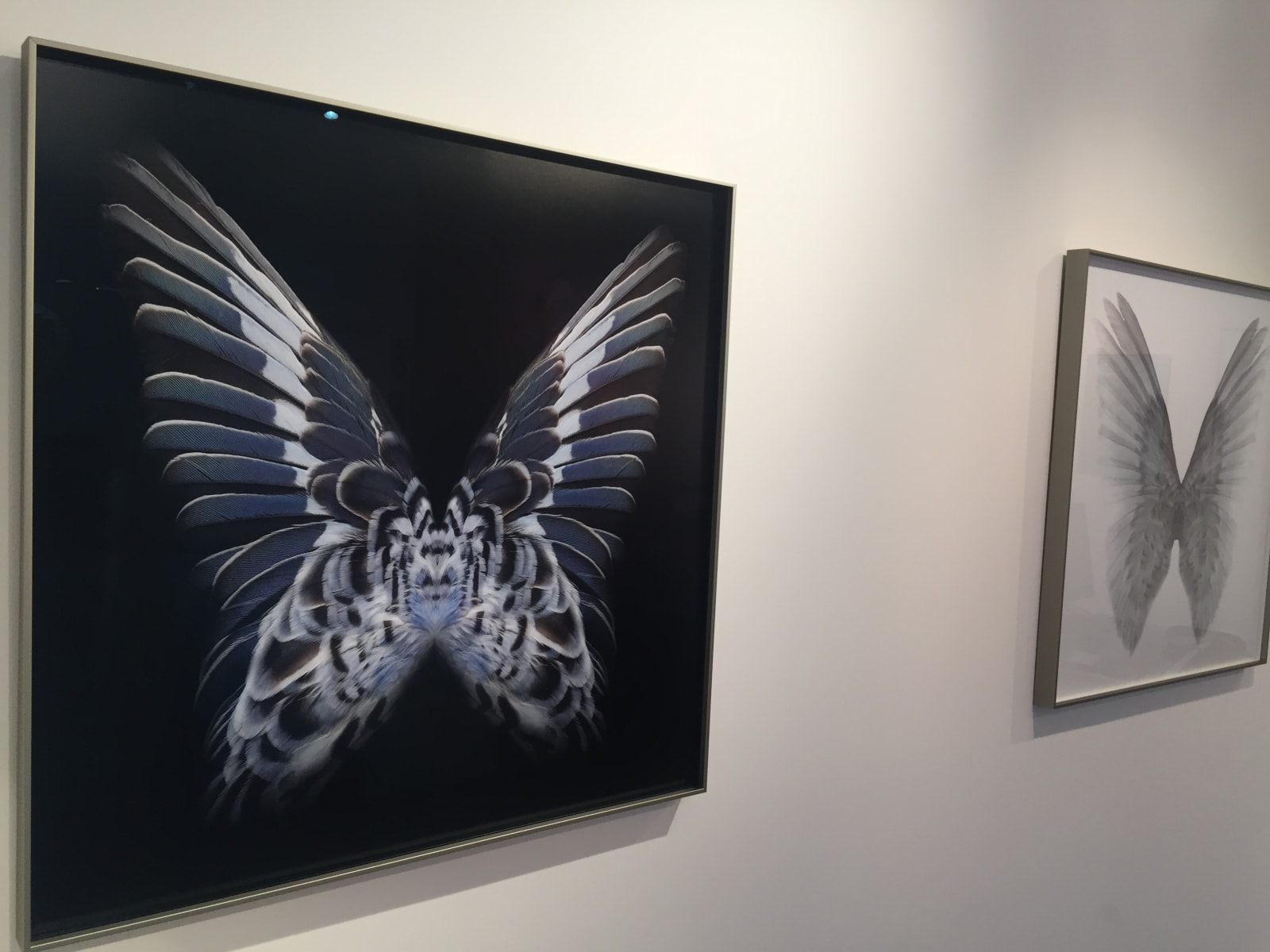 Butterfly photographs framed