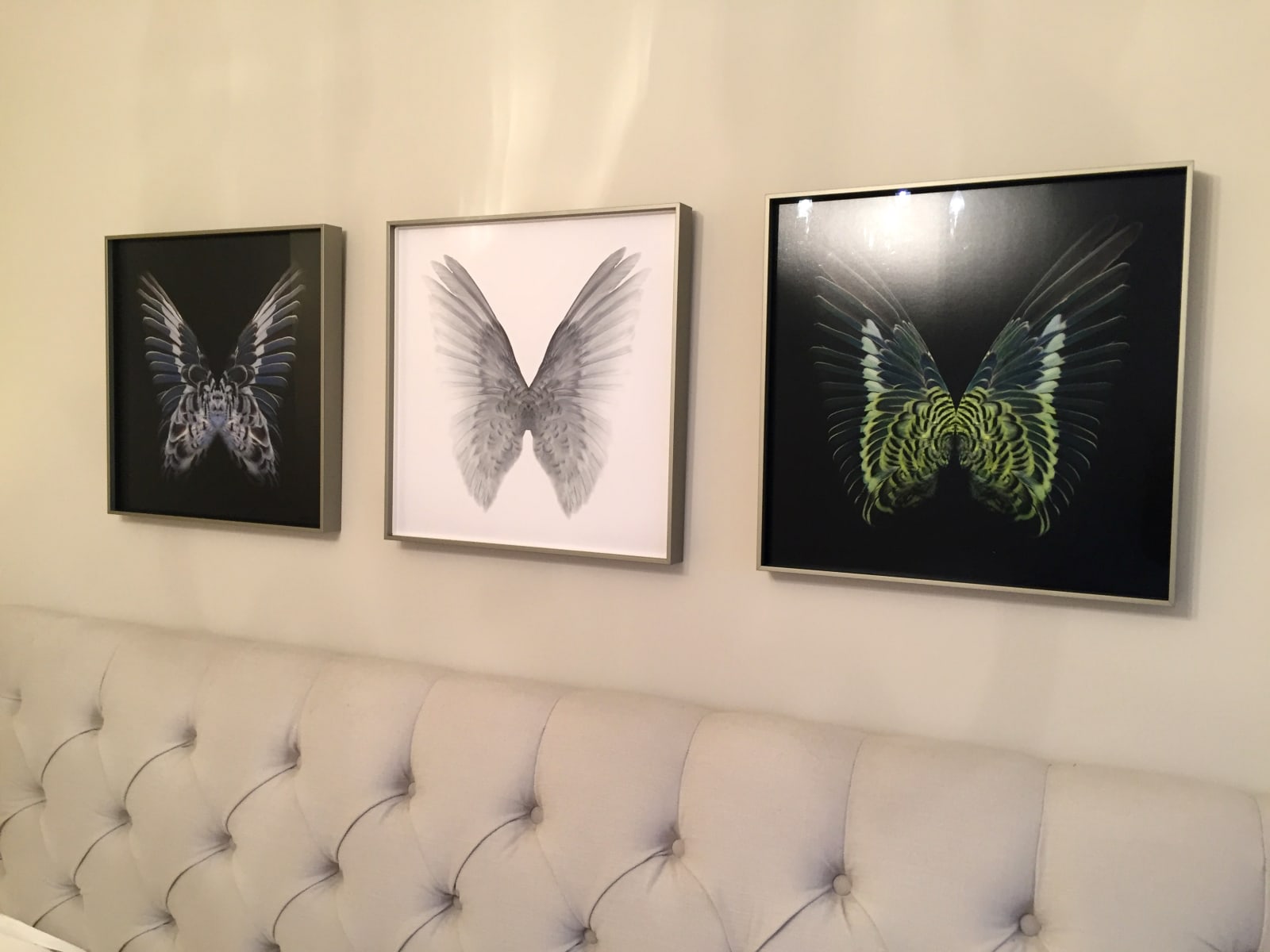 Butterfly photographs framed