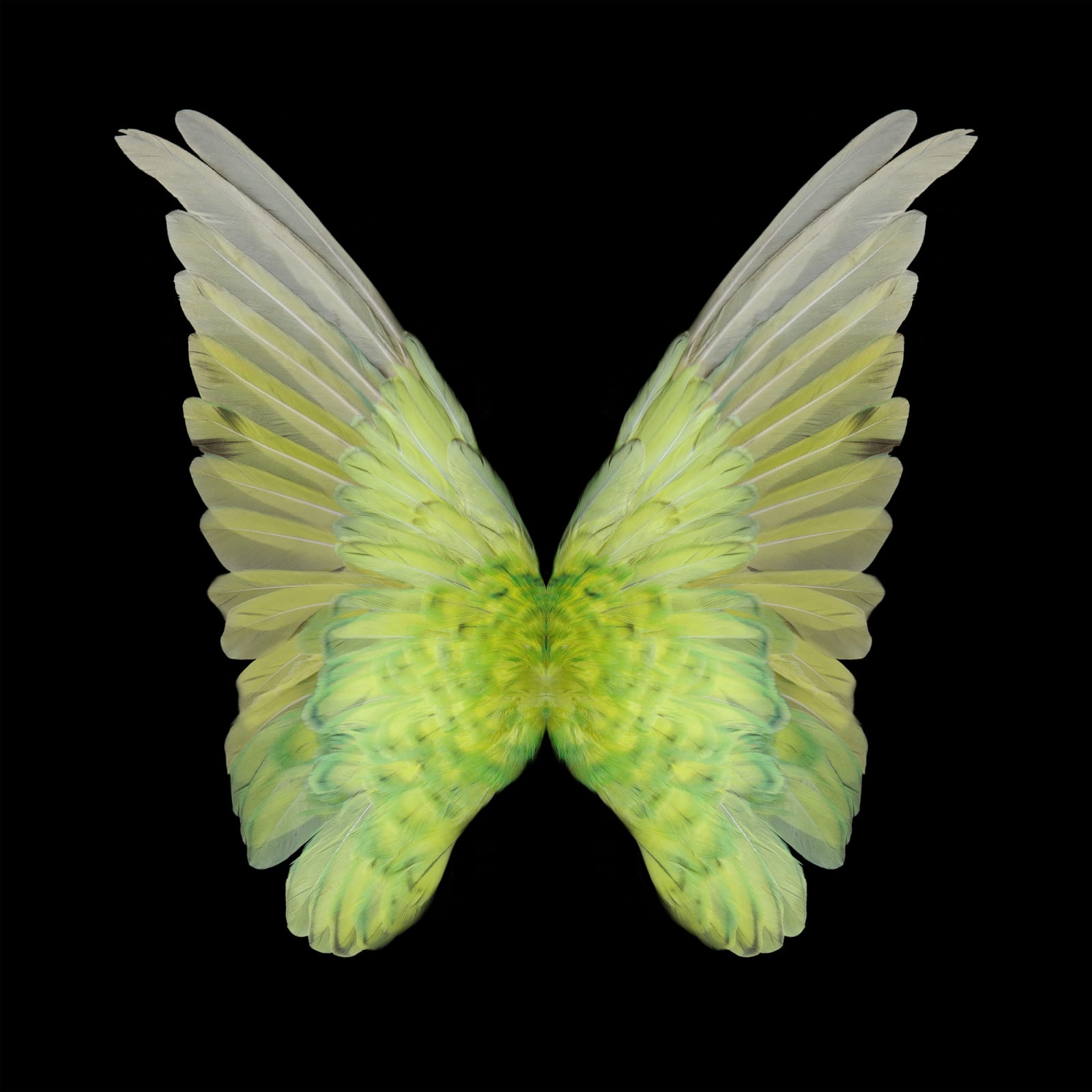 Butterfly photograph