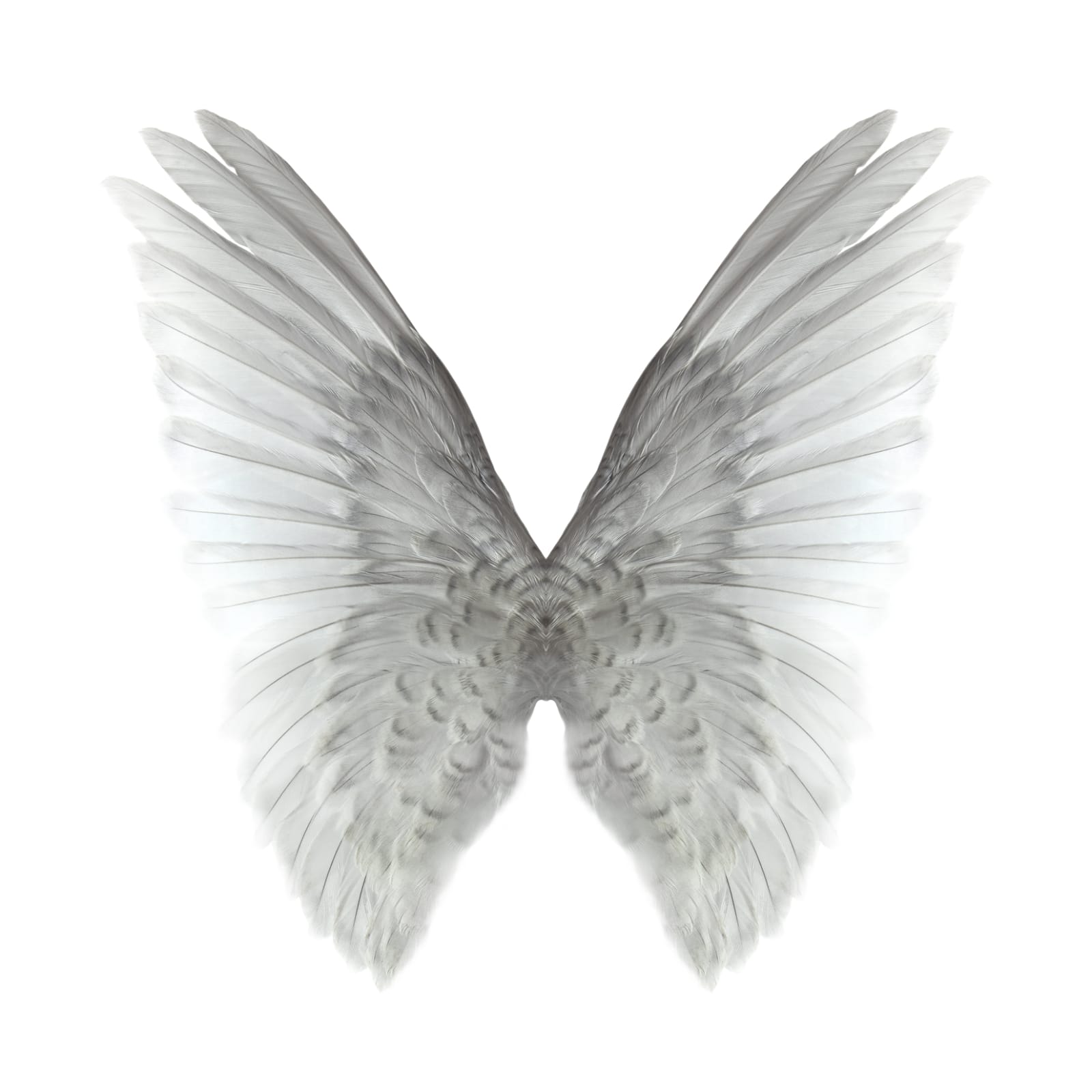Butterfly photograph