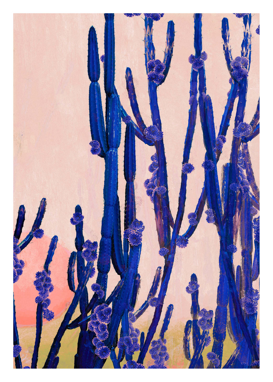 Stylised photograph by artist nadia attura depicting purple cactus on pink background. Turner Art Perspective. Essex Gallery