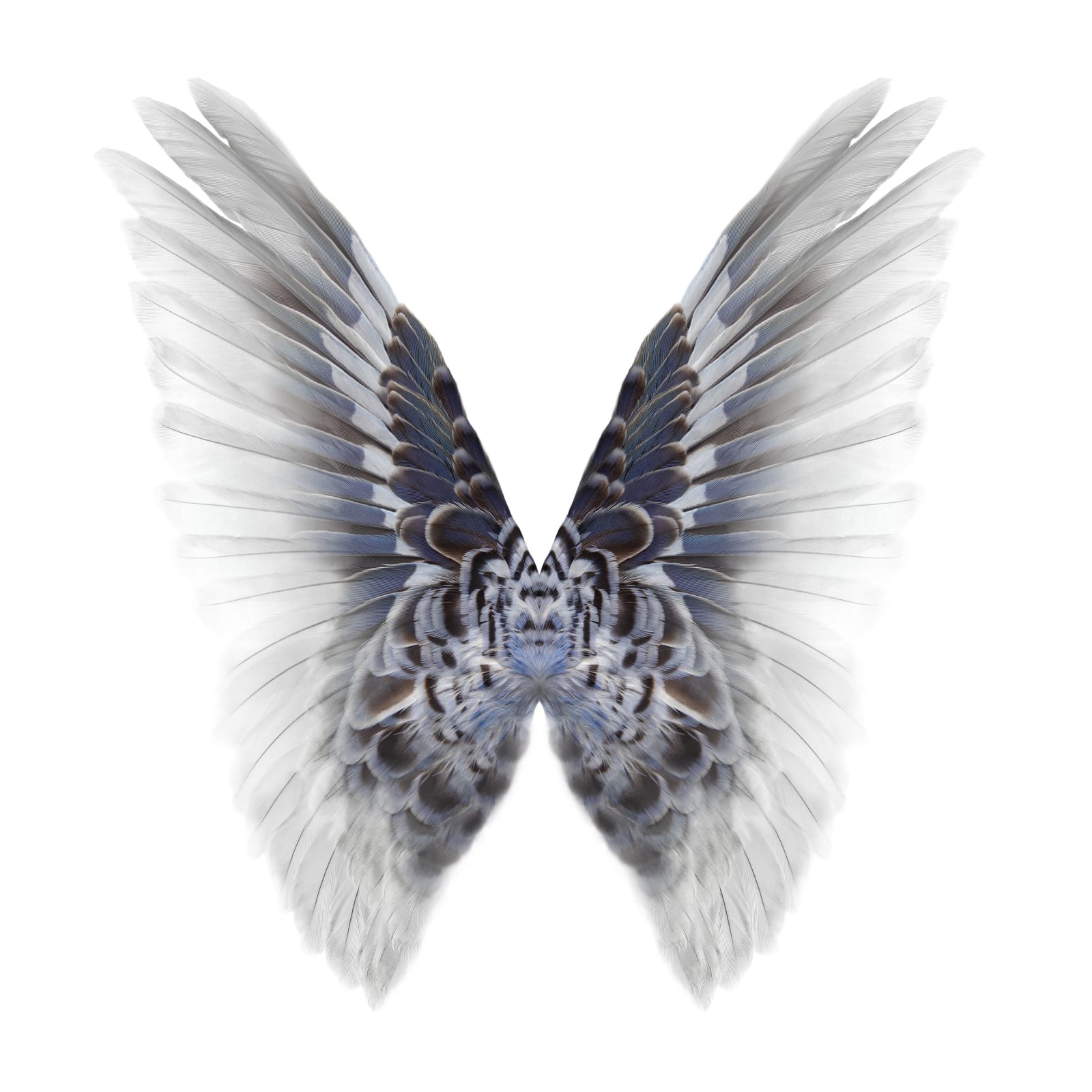 Butterfly photograph