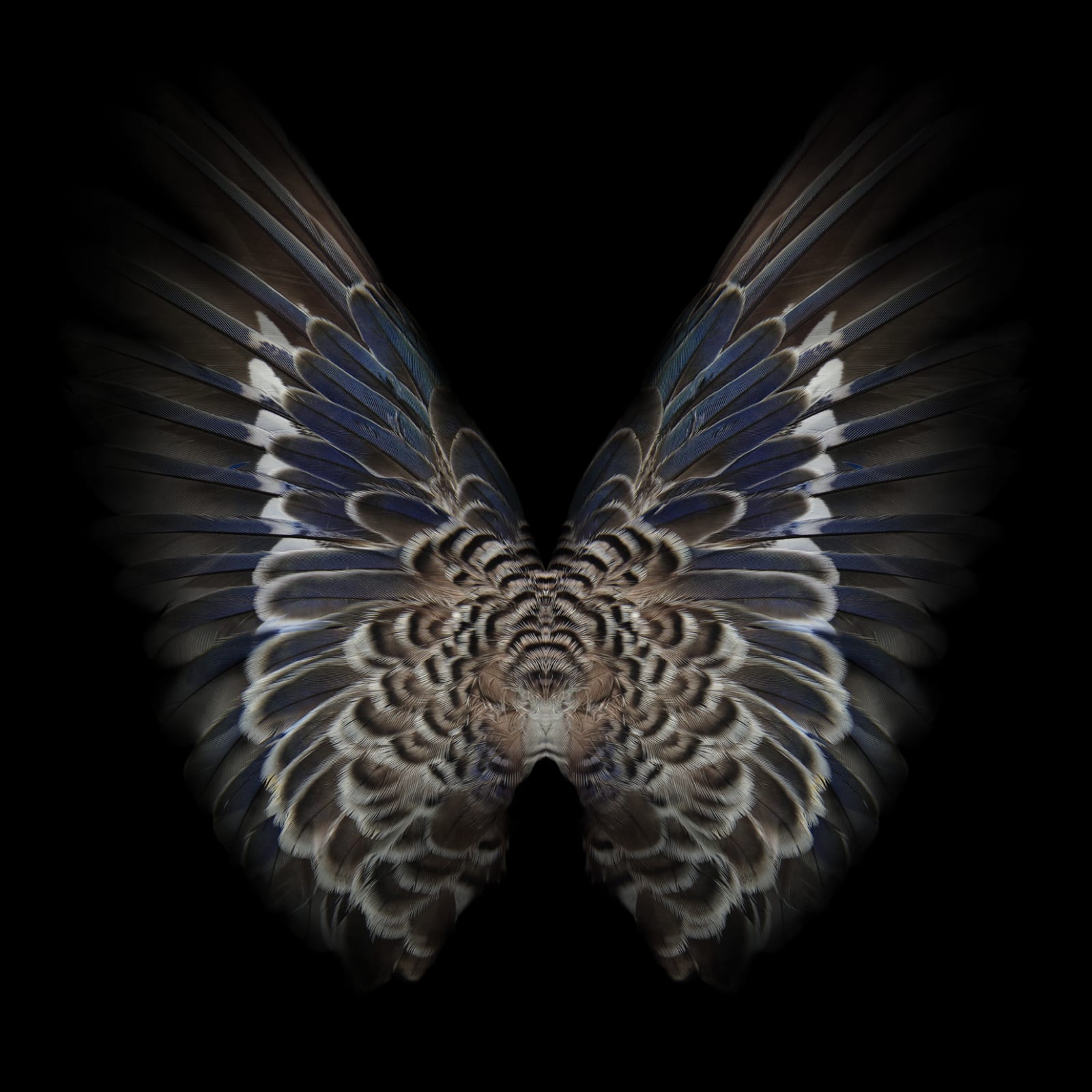 Butterfly photograph