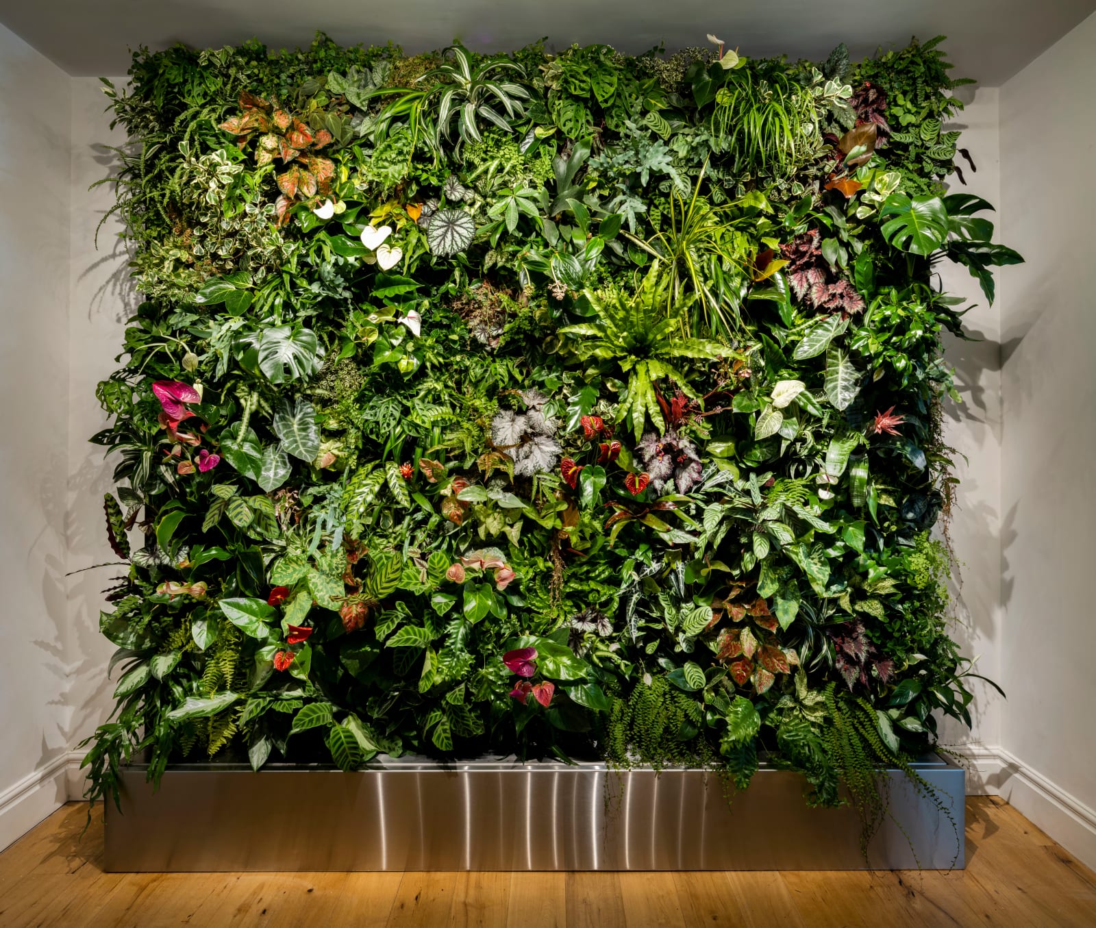 Tom Colletti, Untitled (Living Wall), 2021