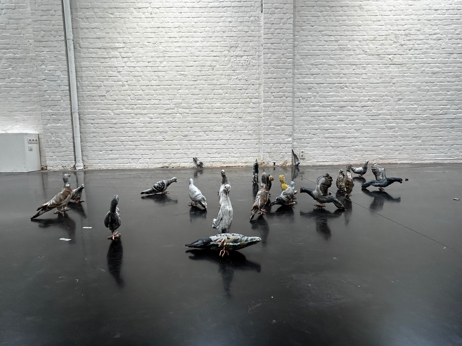 Guust Mathys, prijsduiven, 2025