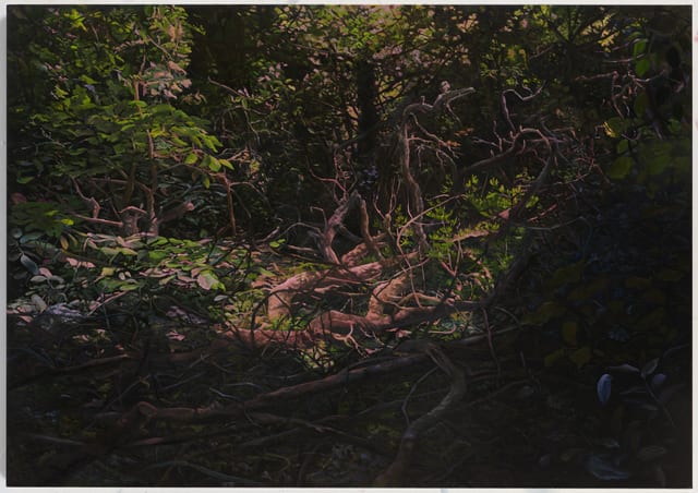 Hannah Brown, Hedge 5, 2019