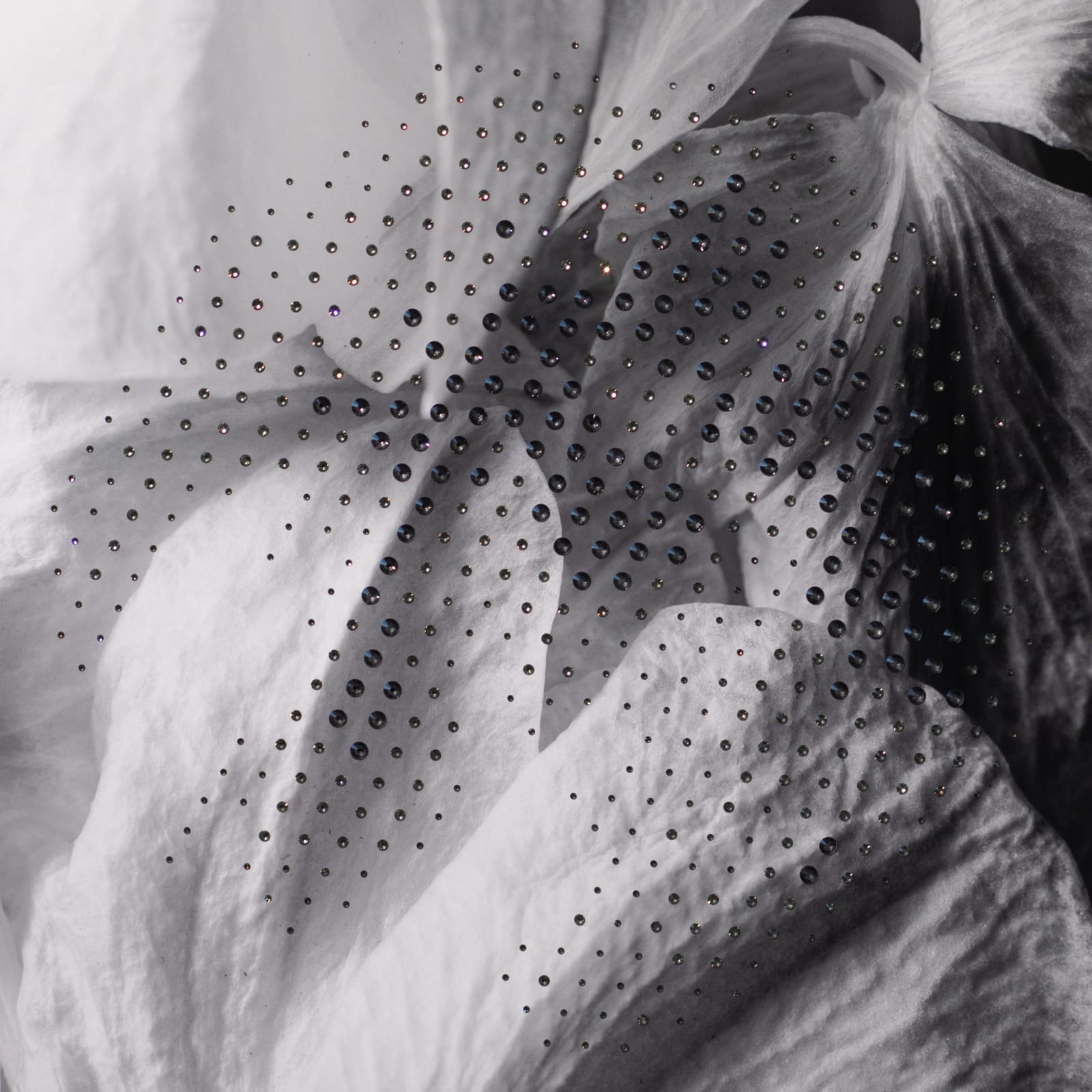 Ry Van Der Hout, Orchid Petals, 2021