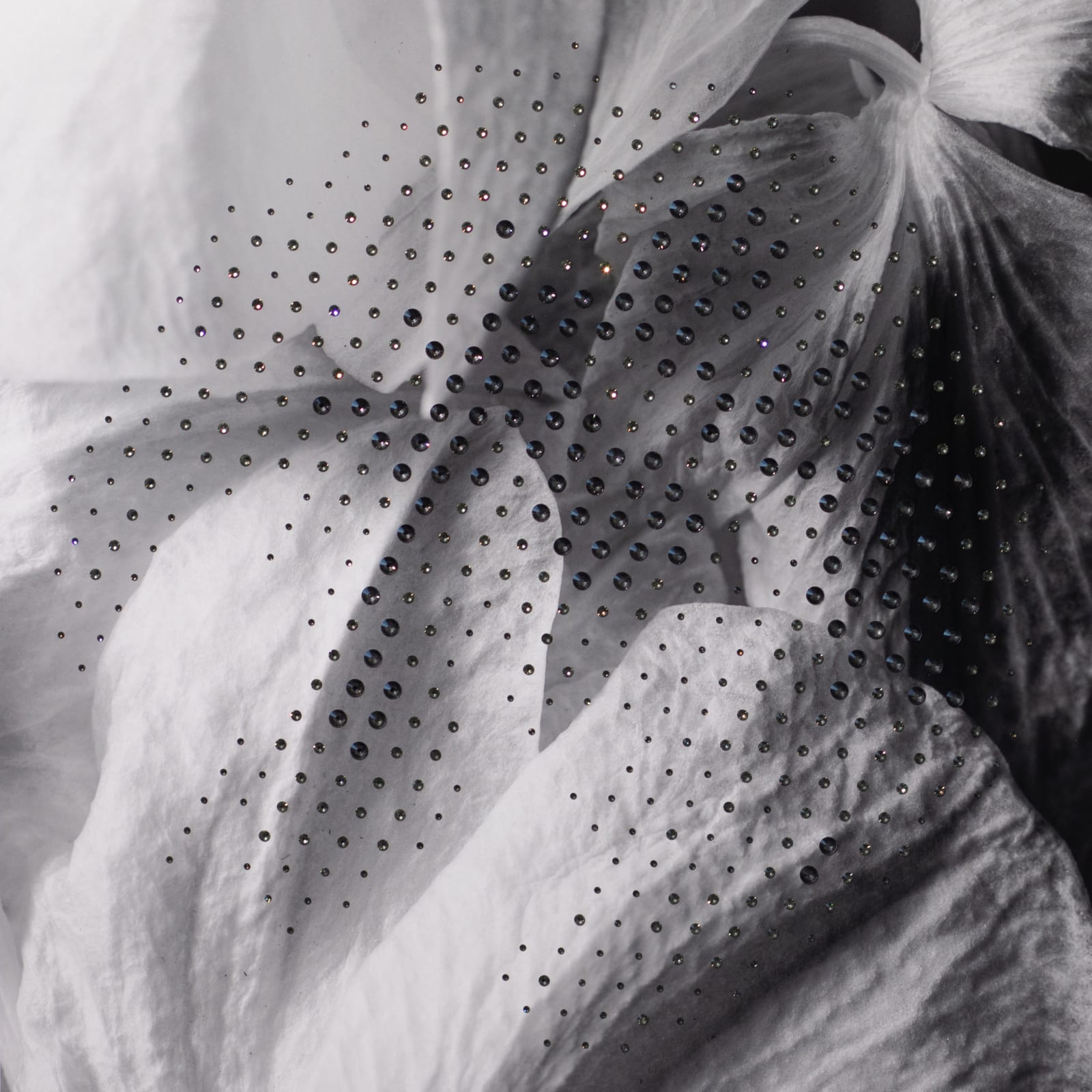 Ryan Van Der Hout, Orchid Petals, 2021