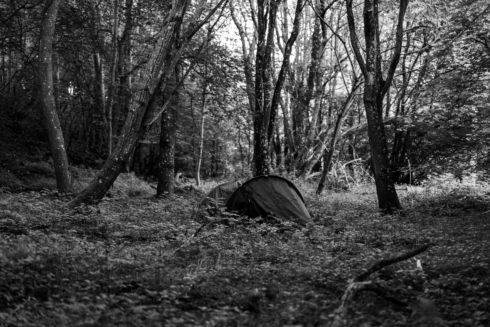 Kevin Harm, Tent 5, 2024