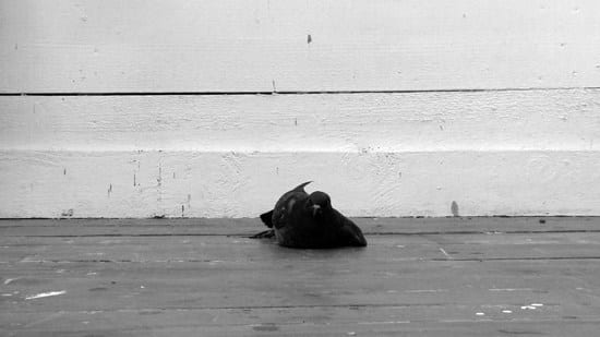 Kevin Harman, Shit Bird, 2009