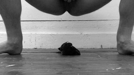 Kevin Harman, Shit Bird, 2009