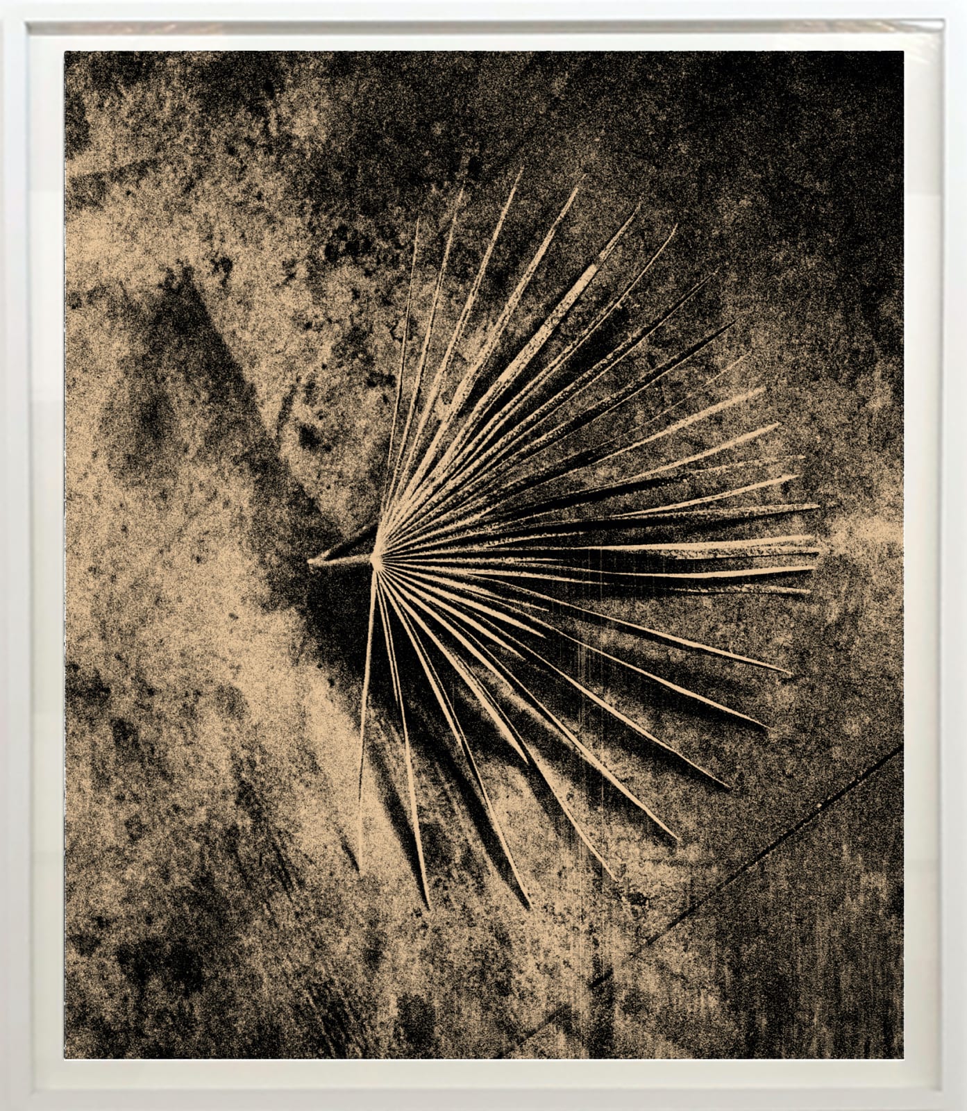 Thomas Hauser, Palme, Sabal (Fragment #21). 2019, 2019