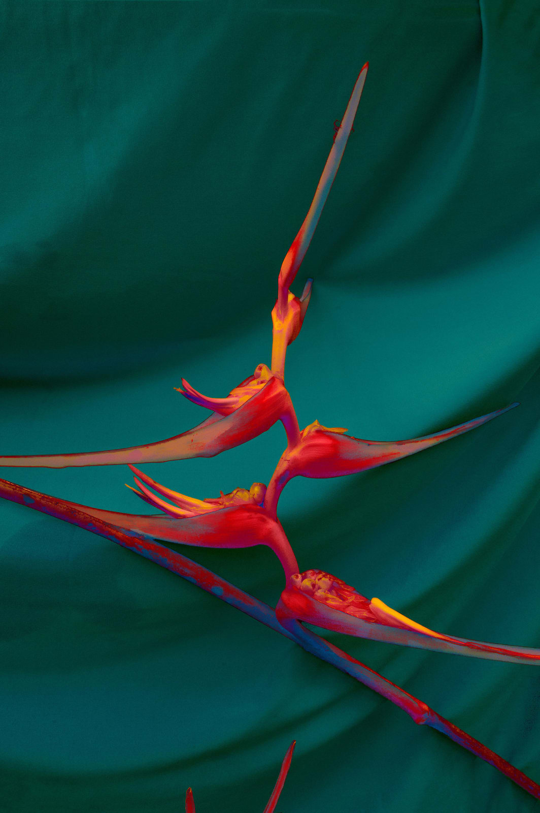 Elsa Leydier, Sans Titre #2 | Plátanos con Platino, 2017