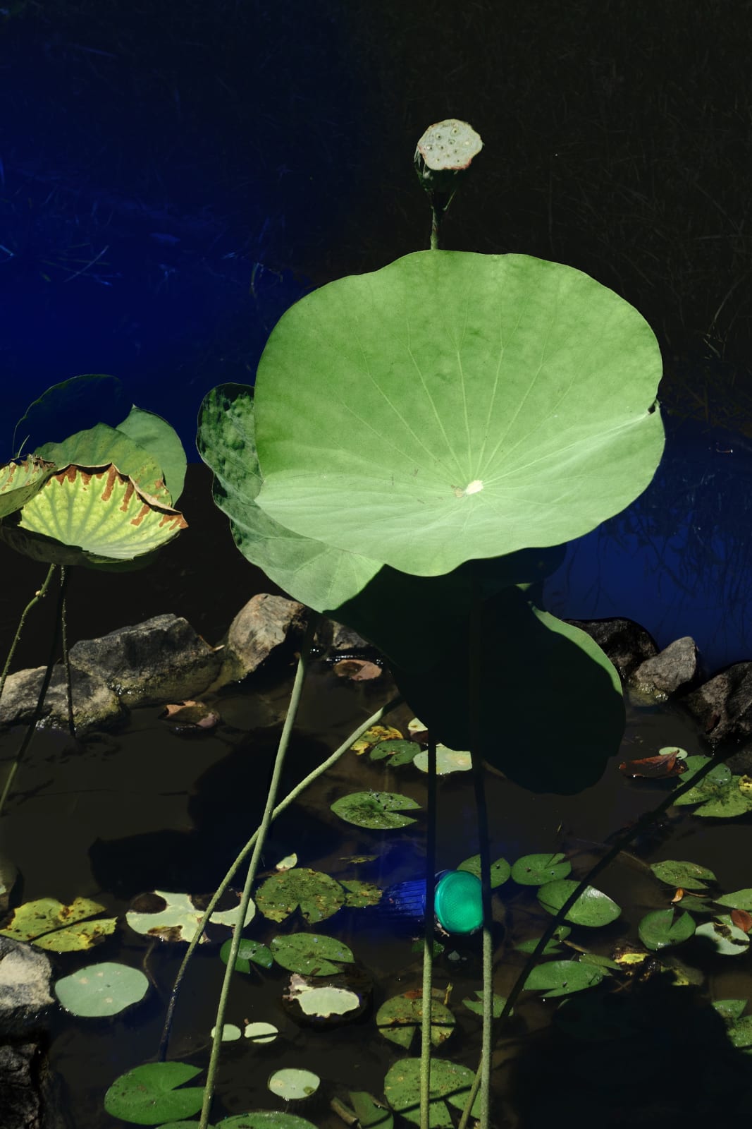Elsa Leydier, Sans Titre #22 | Lutoa, 2019