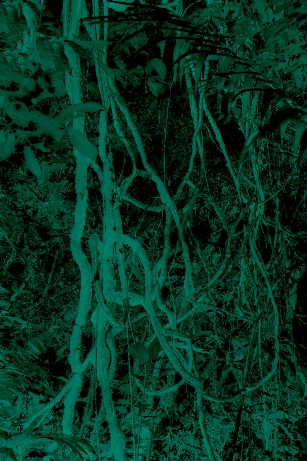 Elsa Leydier, Bejuco | Plátanos con Platino, 2017