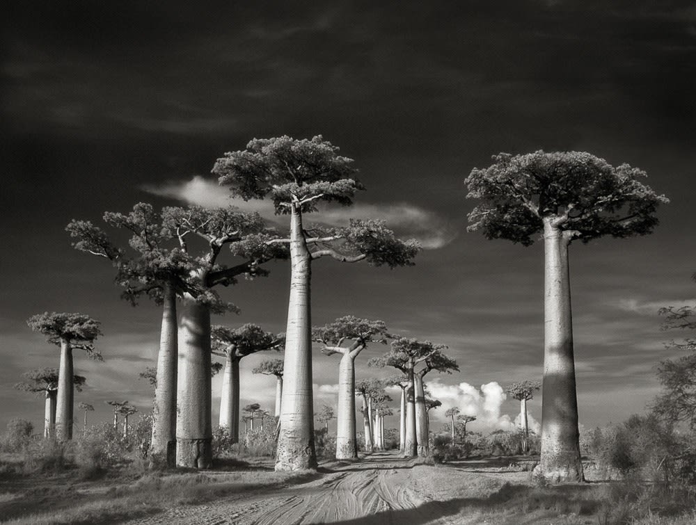 Beth Moon, Avenida de Baobás, Madagascar, / Avenue of Baobabs, 2006