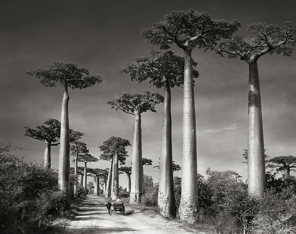 Beth Moon, Avenida de Baobás com carro de boi, Madagascar, Série Portraits of Time / Avenue of Baobabs with oxen cart, 2006