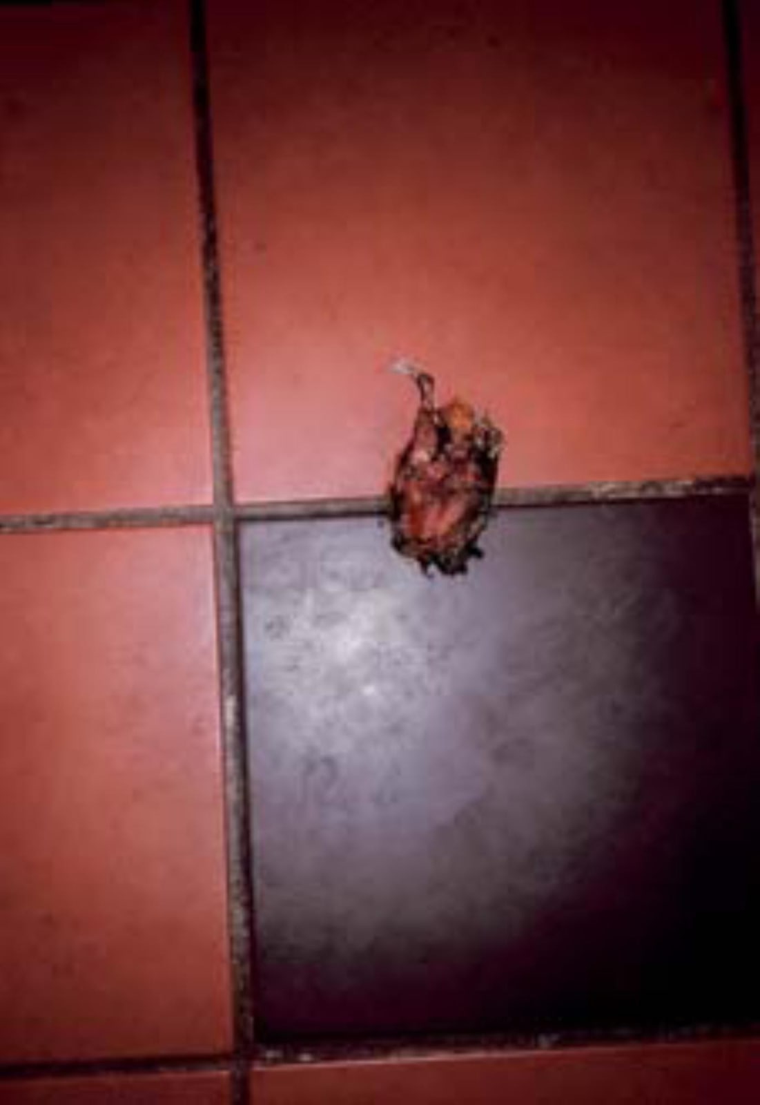 Anna Fox, Untitled (from the 41 Hewit:Road Series)