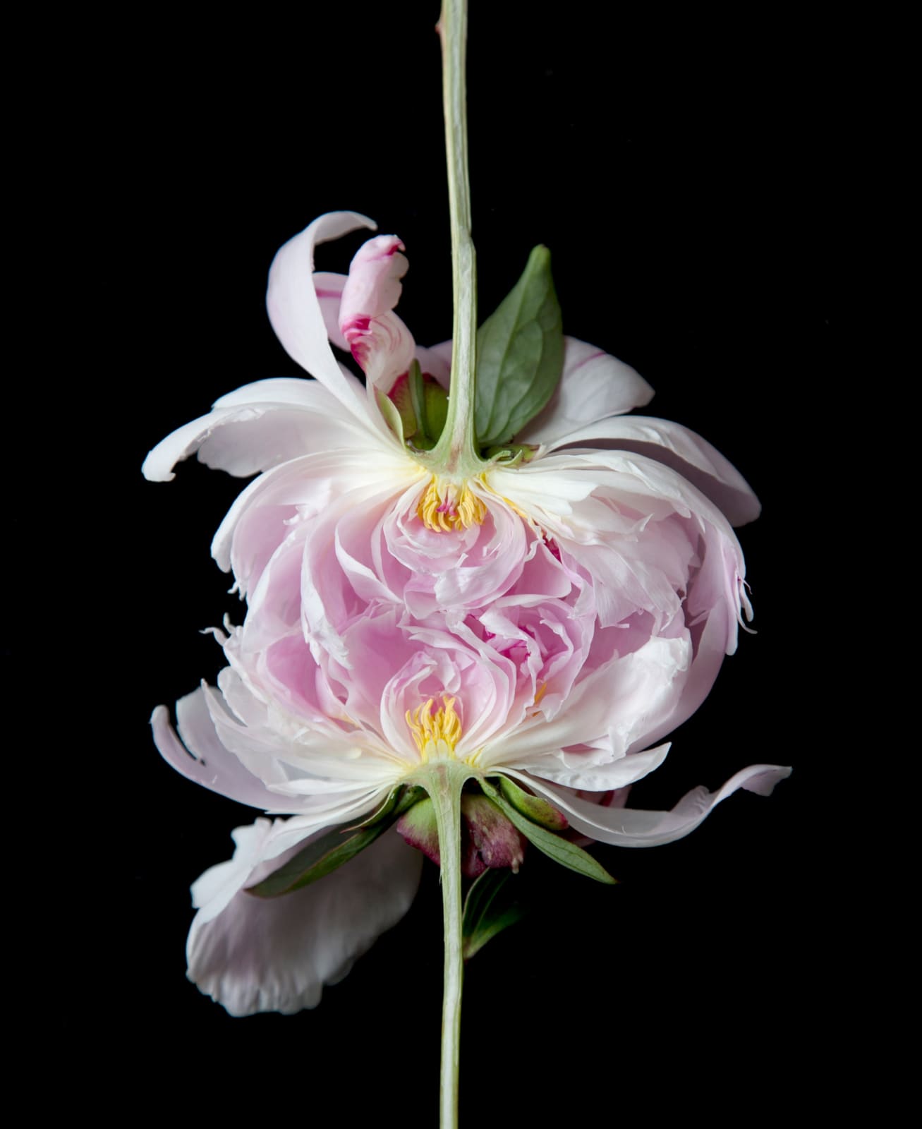 Juul Kraijer, Untitled photograph, 2021