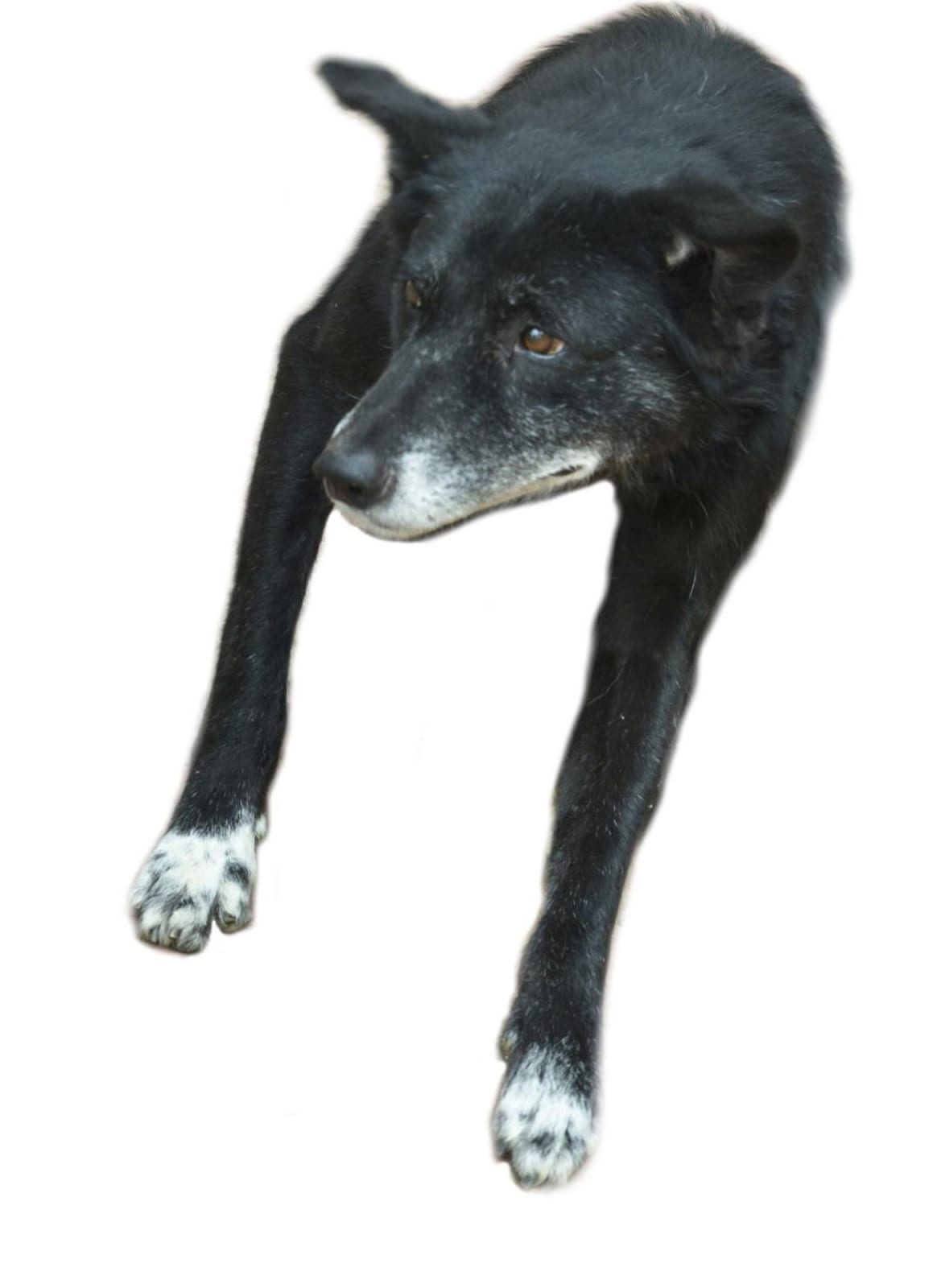 Rameshwar Broota, Untitled