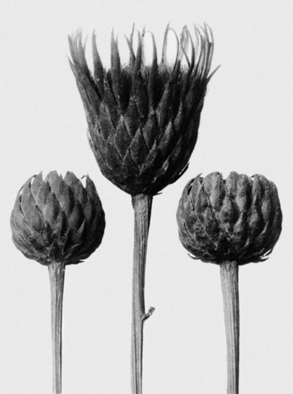 Karl Blossfeldt, Art Forms in Nature