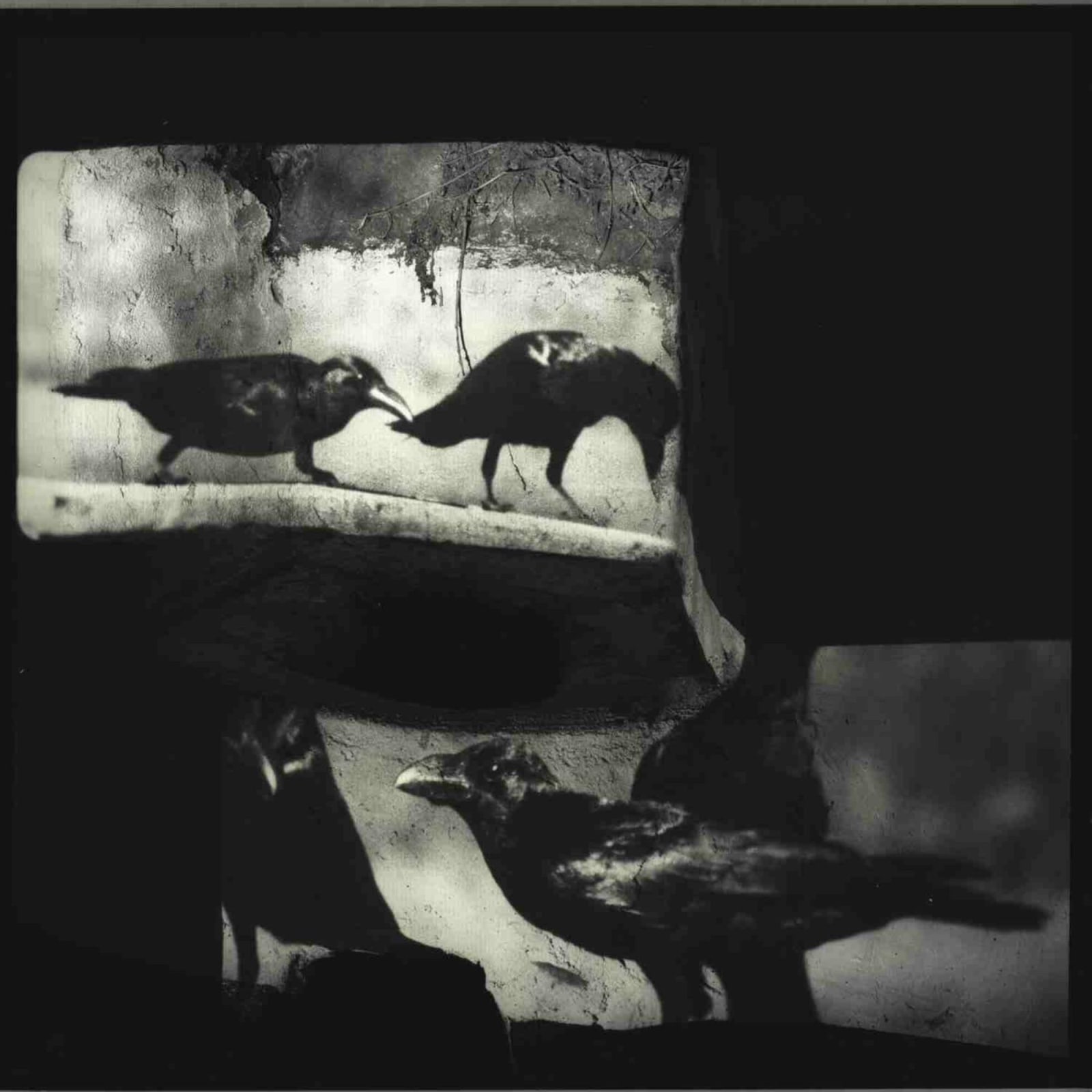 Krishen Khanna, The Crows Ground my Studio, 2015