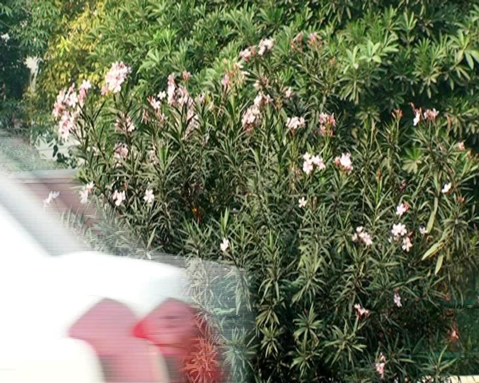 Atul Bhalla, Kaner Kaner