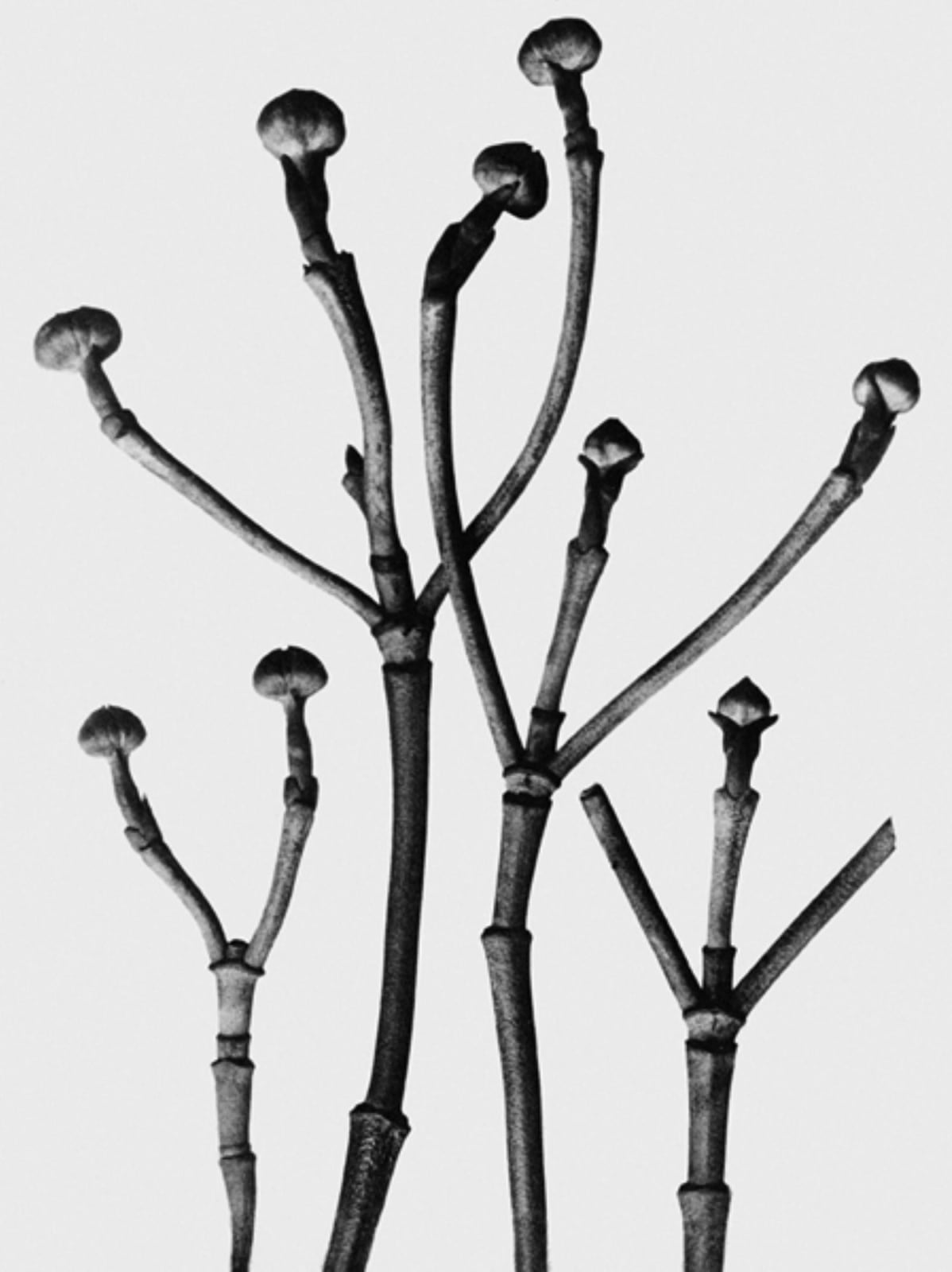 Karl Blossfeldt, Untitled
