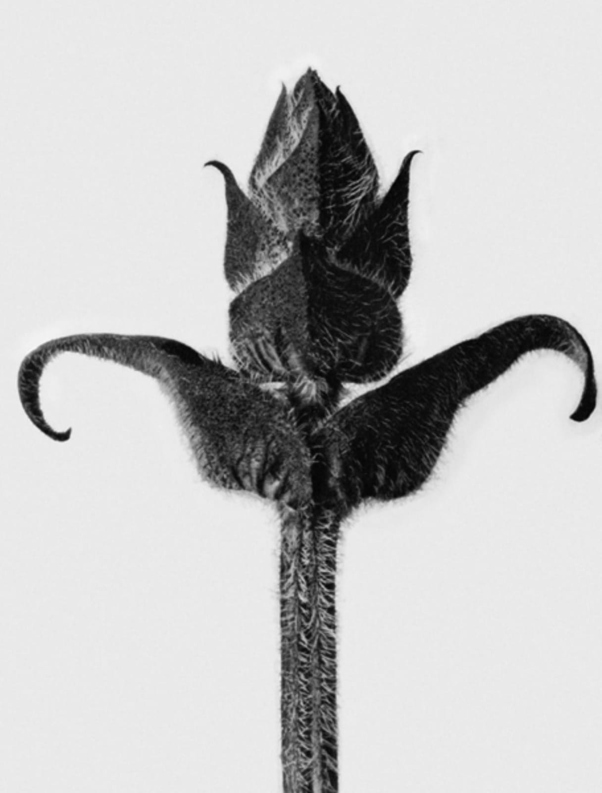Karl Blossfeldt, Art Forms in Nature