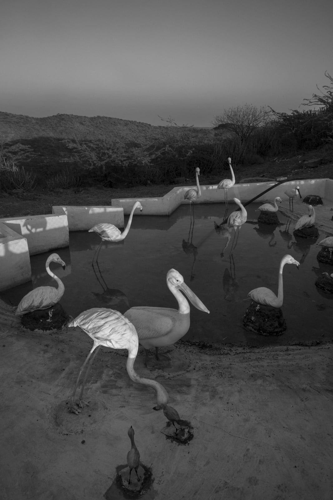 Vicky Roy, Kalo Dungar, Kutch Gujarat, 2013