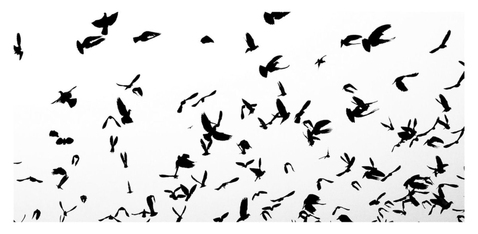 William Dalrymple, Untitled