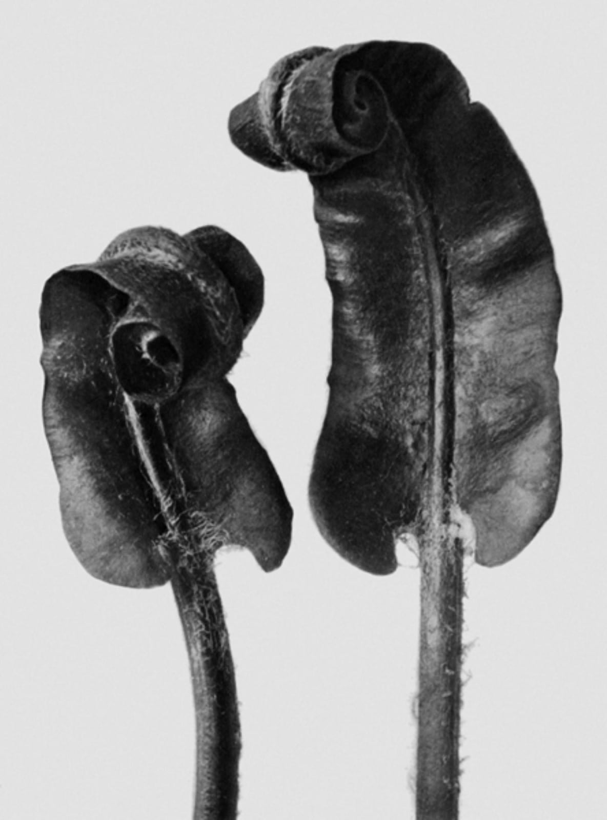 Karl Blossfeldt, Art Forms in Nature