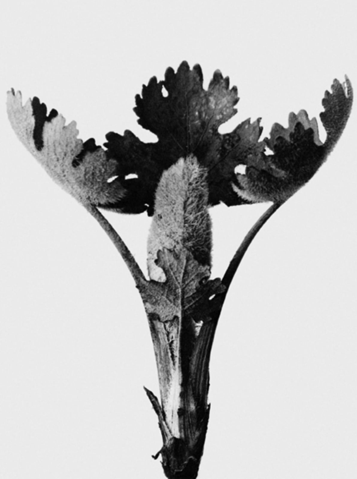 Karl Blossfeldt, Art Forms in Nature