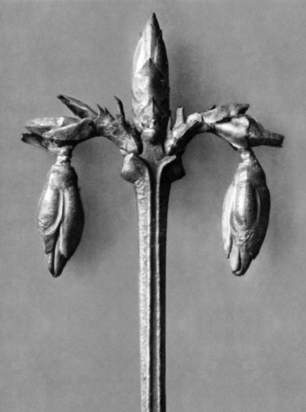 Karl Blossfeldt, Art Forms in Nature