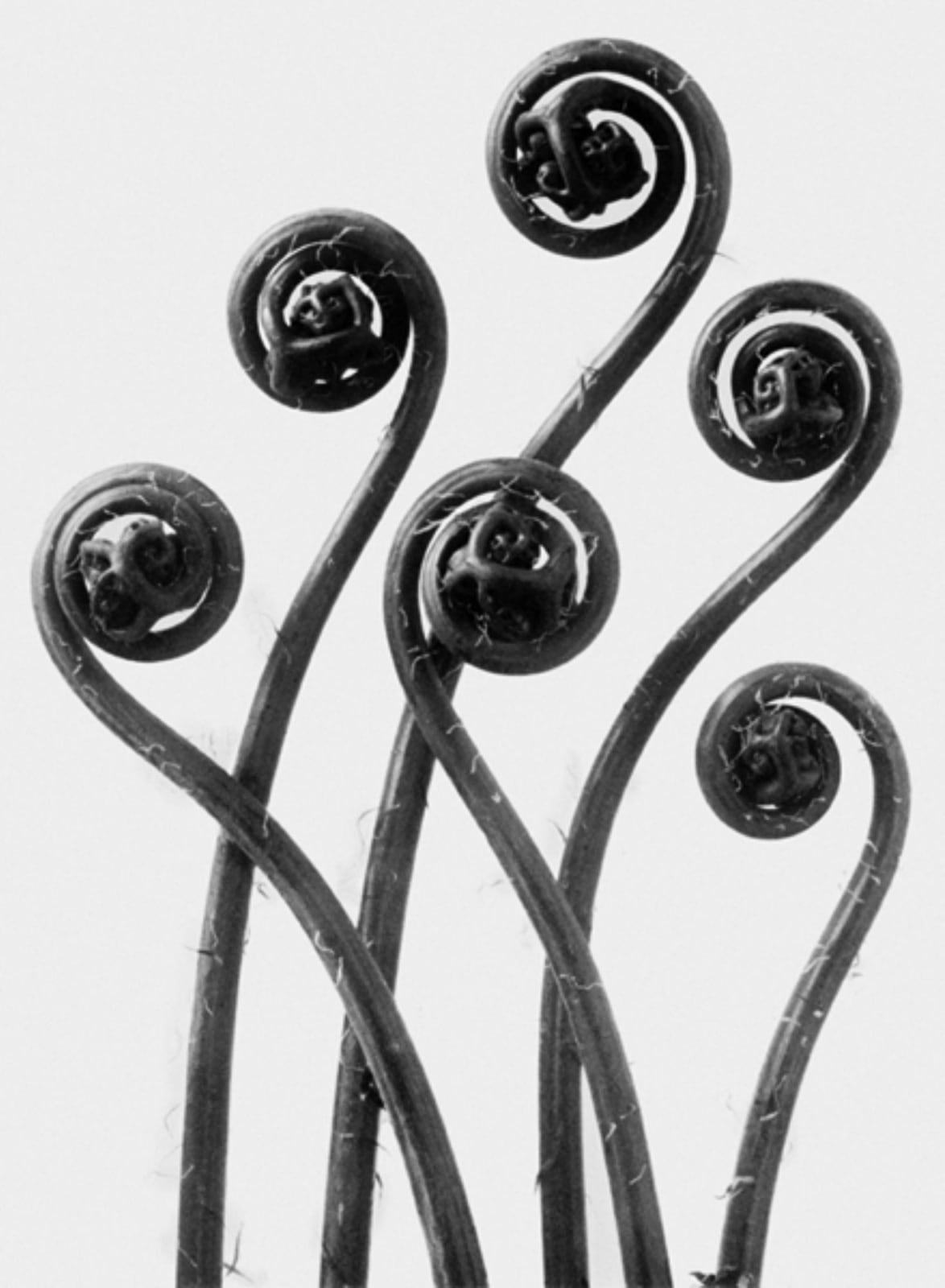 Karl Blossfeldt, Art Forms in Nature