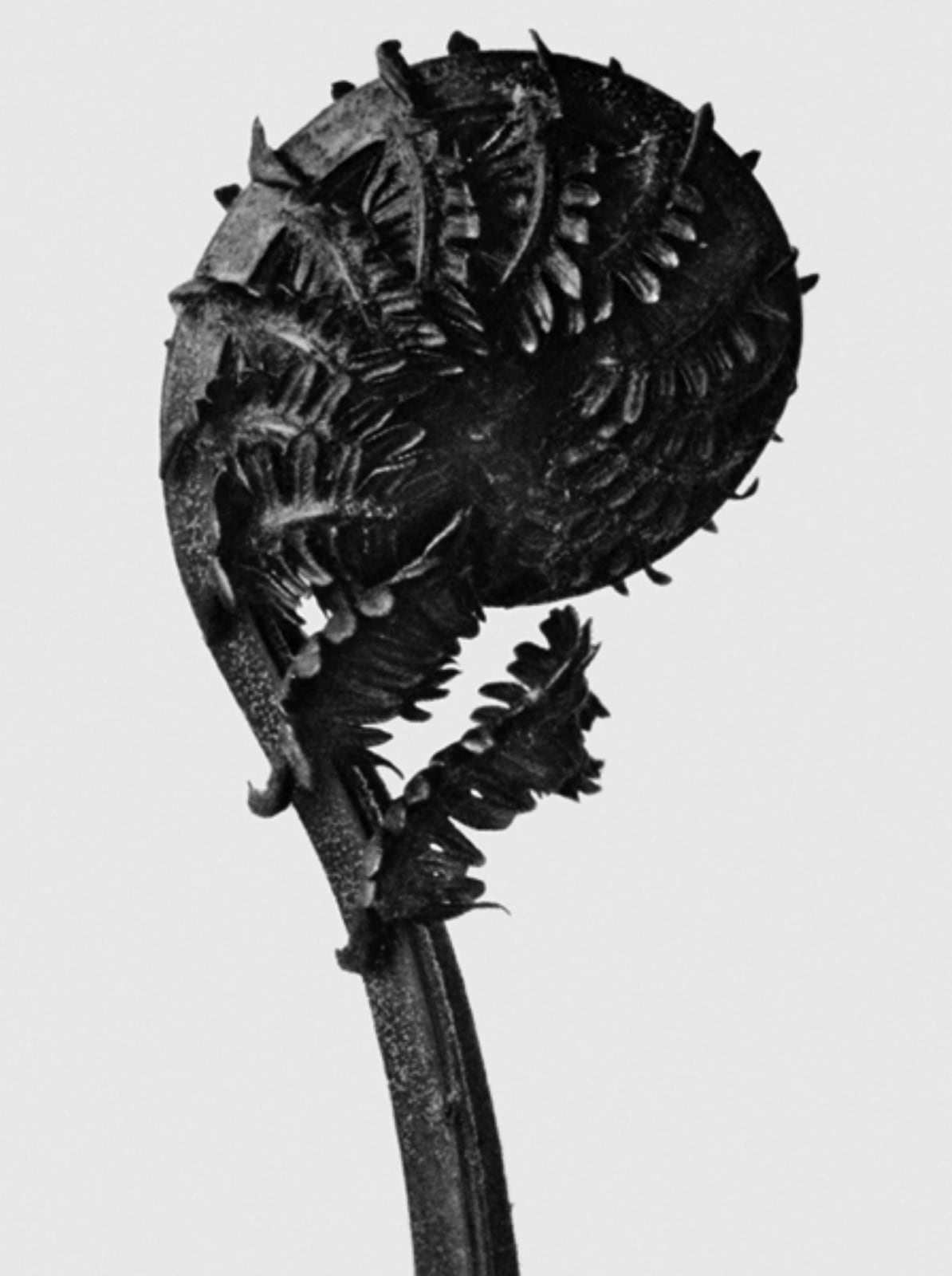 Karl Blossfeldt, Art Forms in Nature
