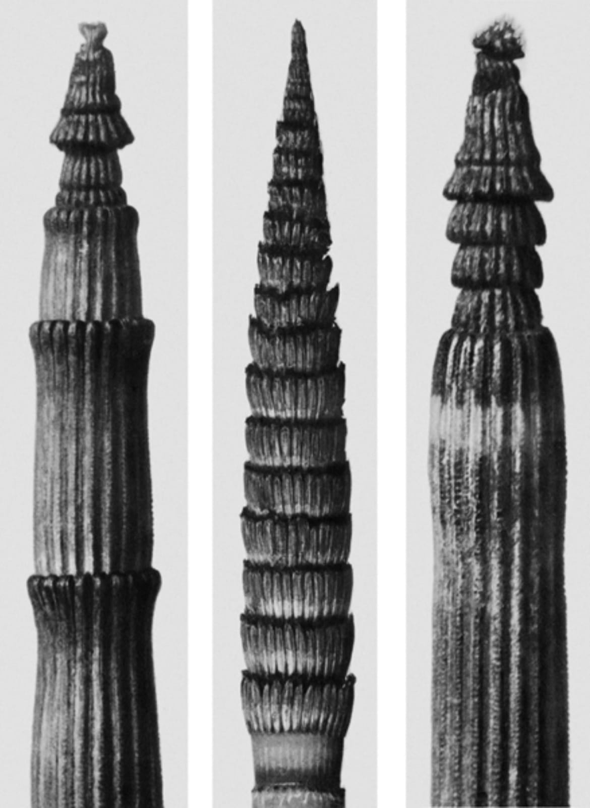 Karl Blossfeldt, Art Forms in Nature