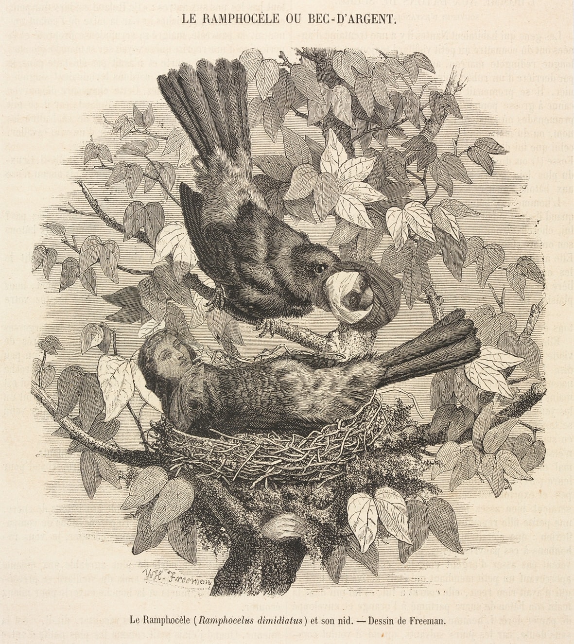 Juul Kraijer, Untitled (Le ramphocèle ou bec-d’argent), 2022