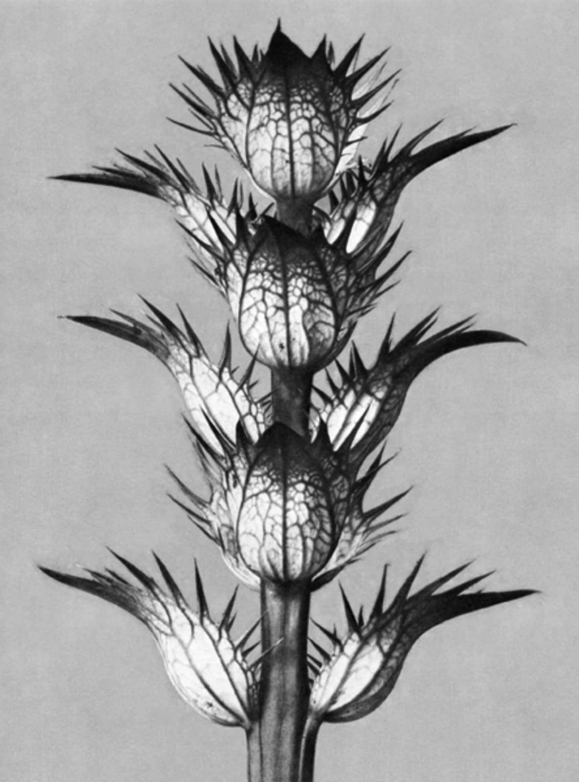Karl Blossfeldt, Art Forms in Nature