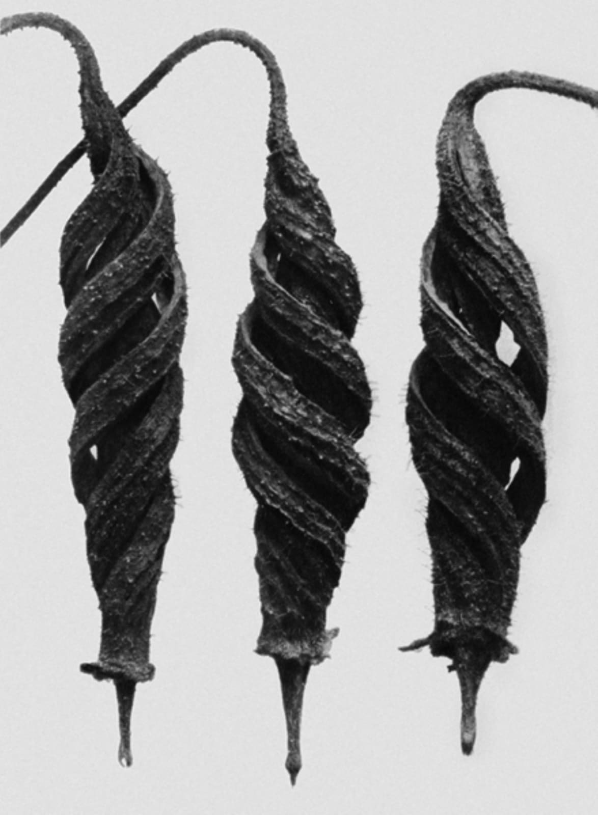 Karl Blossfeldt, Art Forms in Nature