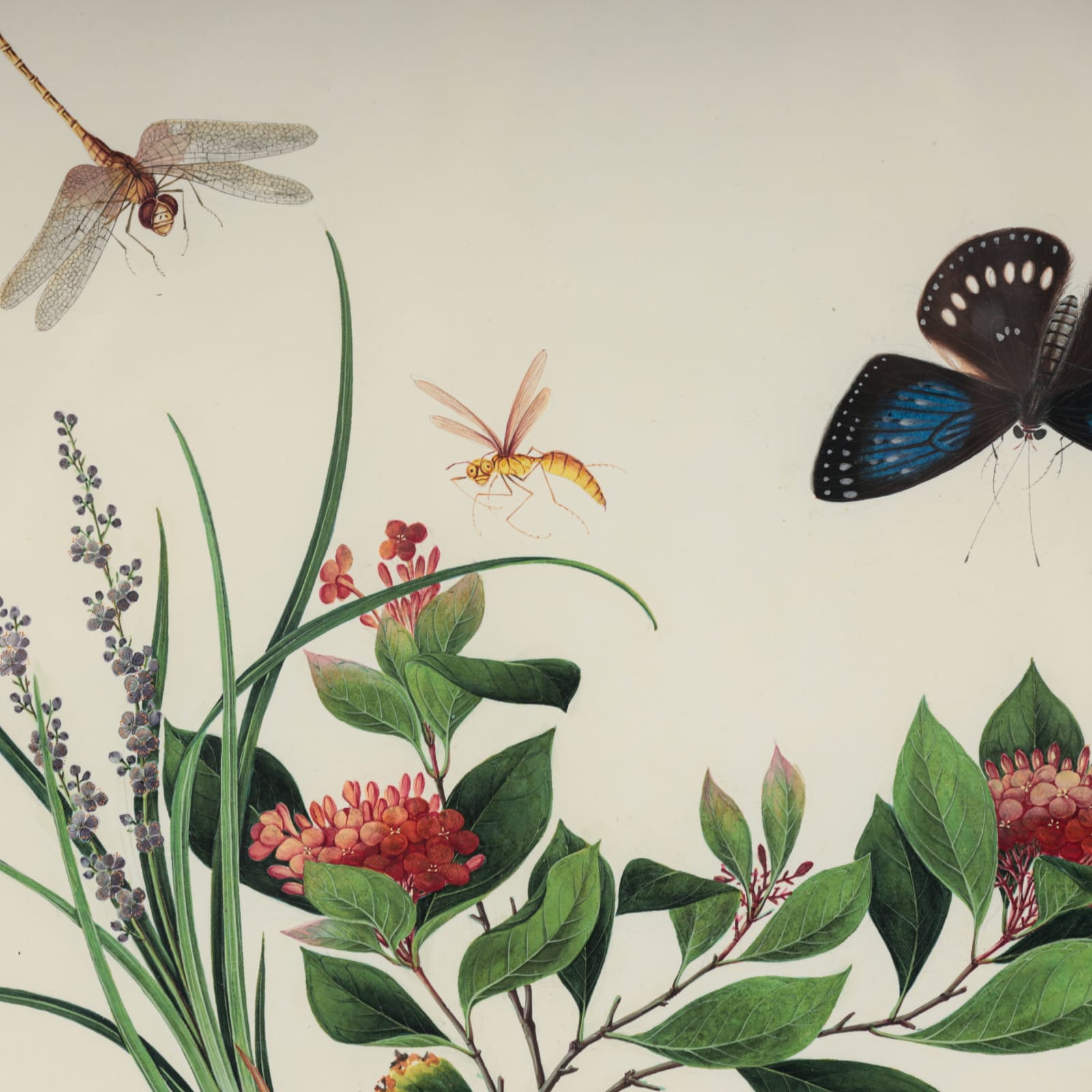 Chinese Watercolours , C.1815-20