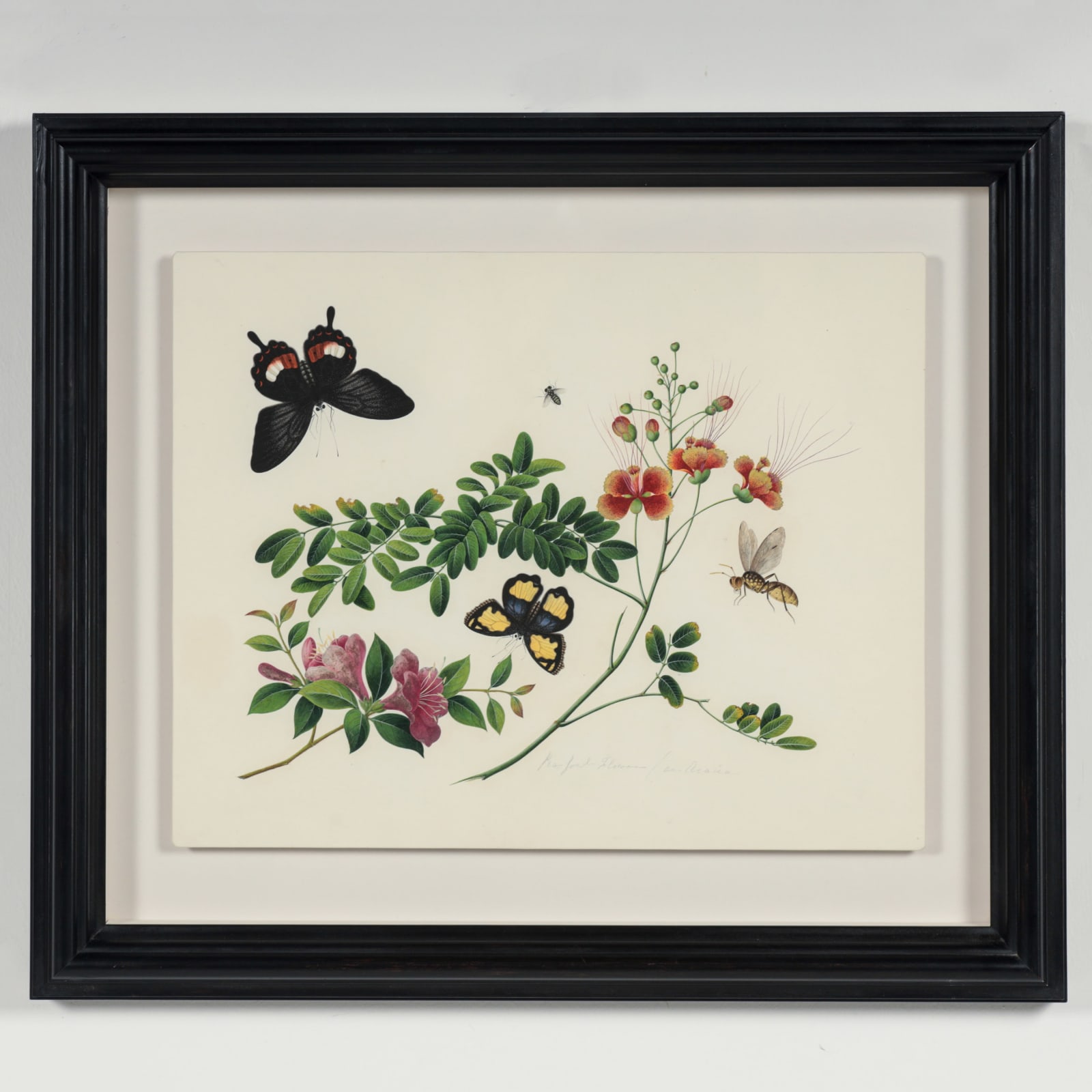 Chinese Watercolours , C.1815-20