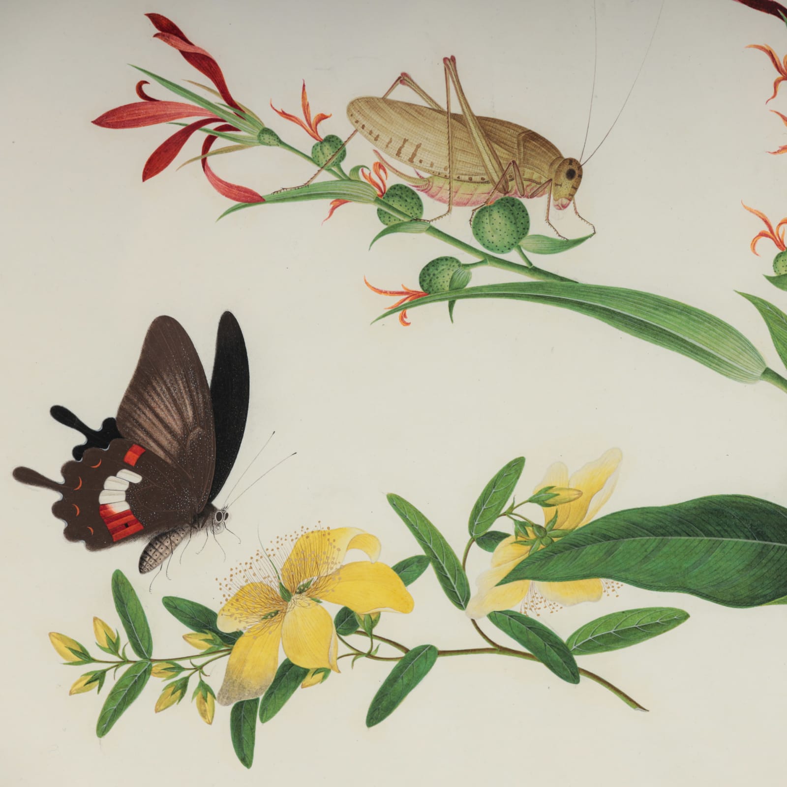 Chinese Watercolours , C.1815-20