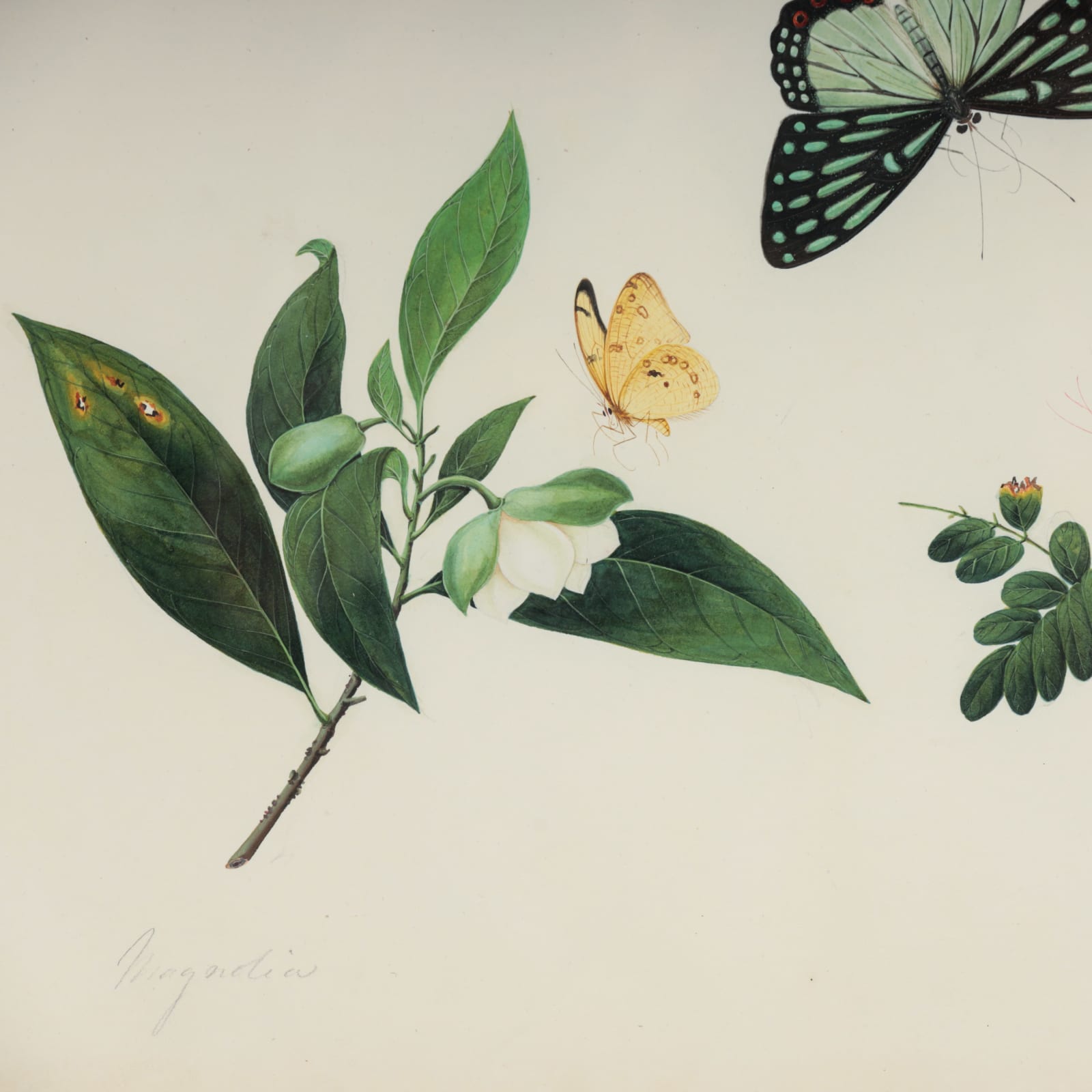 Chinese Watercolours , C.1815-20