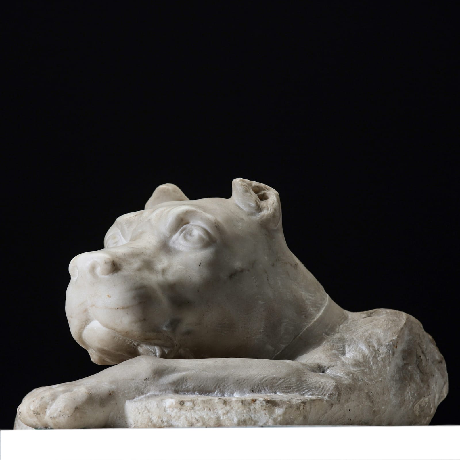 CANE CORSO , XVIII Century