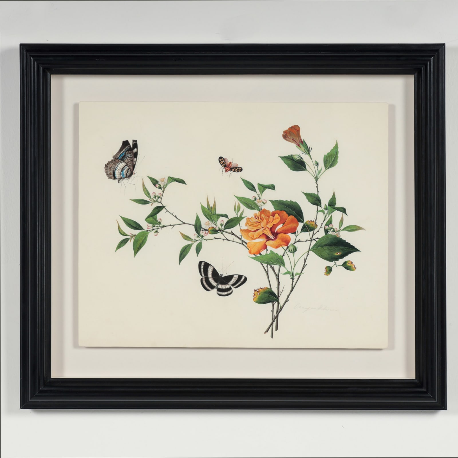 Chinese Watercolours , C.1815-20